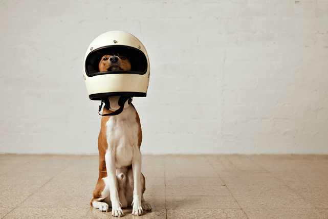 Cómo transportar tu perro en moto